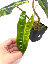 Load image into Gallery viewer, Philodendron Billietiae Variegated C