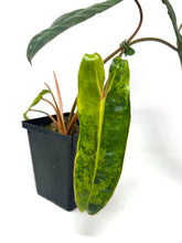 Load image into Gallery viewer, Philodendron Billietiae Variegated D