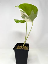 Load image into Gallery viewer, Monstera Deliciosa Albo Variegated L