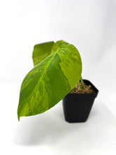 Load image into Gallery viewer, Monstera Deliciosa Aurea Variegated A