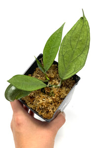 Hoya Germany Silver A