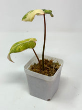 Load image into Gallery viewer, Philodendron Gloriosum Variegated E