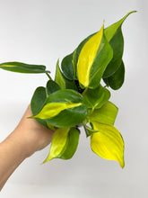 Load image into Gallery viewer, Philodendron Brazil
