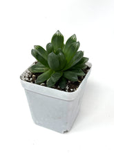 Load image into Gallery viewer, Haworthia Hanabi (Ships within Canada only)