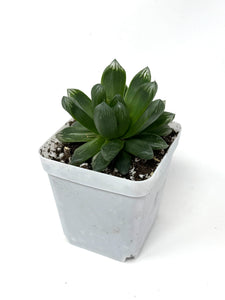 Haworthia Hanabi (Ships within Canada only)