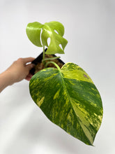 Load image into Gallery viewer, Monstera Deliciosa Aurea Variegated E