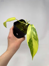 Load image into Gallery viewer, Philodendron Florida Beauty B