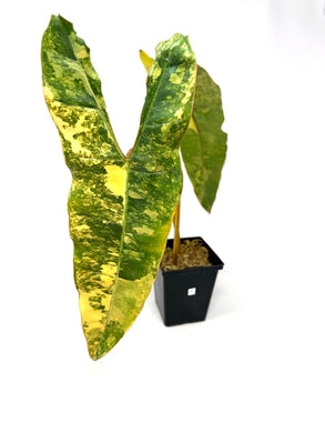 Philodendron Billietiae Variegated E