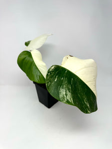 Monstera Deliciosa Albo Variegated C