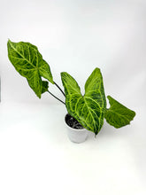 Load image into Gallery viewer, Syngonium Podophyllum ‘Batik’