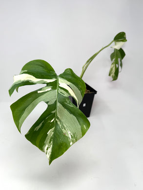Monstera Deliciosa Albo Variegated A