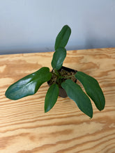 Load image into Gallery viewer, 102. Philodendron Mayoi (juvenile)