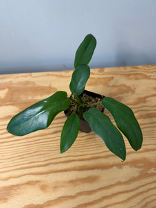 102. Philodendron Mayoi (juvenile)