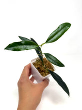 Load image into Gallery viewer, Hoya Greenii
