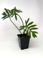 Load image into Gallery viewer, Philodendron Mayoi