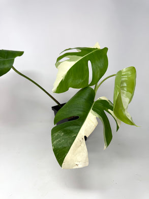 Monstera Deliciosa Albo Variegated B