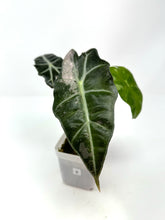 Load image into Gallery viewer, Alocasia Amazonica Variegated B