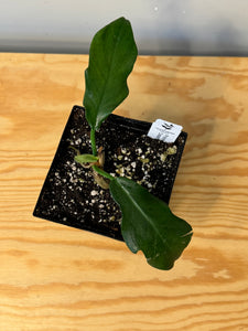 12. Philodendron Distantilobum