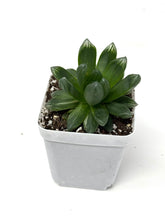 Load image into Gallery viewer, Haworthia Hanabi