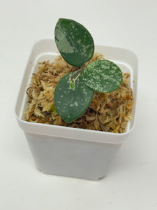 Hoya Mathilde Splash