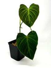 Load image into Gallery viewer, Philodendron Splendid