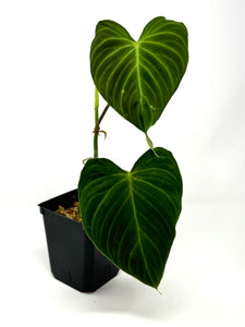 Philodendron Splendid