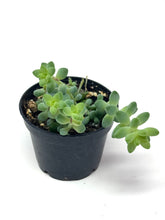 Load image into Gallery viewer, Sedum Morganianum ‘Burro’s Tail’