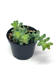 Sedum Morganianum ‘Burro’s Tail’