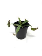 Load image into Gallery viewer, Nepenthes Albomarginata