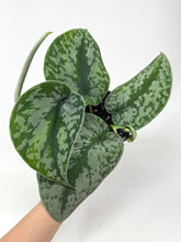 Load image into Gallery viewer, Scindapsus Pictus ‘Exotica’