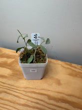 Load image into Gallery viewer, 160. Hoya Nummularioides Silver