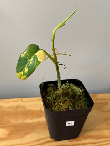 92. Philodendron Bipennifolium Variegated ‘Violin’