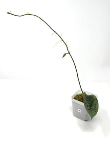 Hoya Glabra Silver E