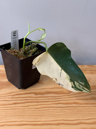 93. Philodendron Bipennifolium Variegated ‘Violin’