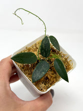 Load image into Gallery viewer, Hoya Thomsonii Splash