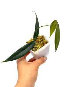 Hoya Brassii