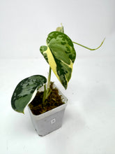 Load image into Gallery viewer, Scindapsus Mayari Variegated A