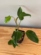 Load image into Gallery viewer, 271. Philodendron White Princess