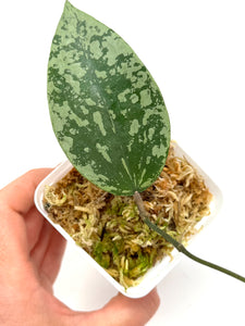 Hoya Glabra Silver E