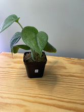 Load image into Gallery viewer, 20. Scindapsus Picta ‘Silver Cloud’