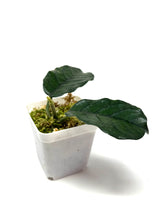 Load image into Gallery viewer, Hoya Villosa