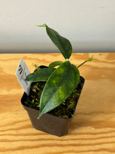 Load image into Gallery viewer, 178. Hoya Cystiantha