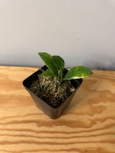 Load image into Gallery viewer, 6. Hoya Heuschkeliana Margin Variegated