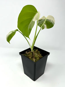 Monstera Deliciosa Albo Variegated N