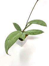 Load image into Gallery viewer, Hoya Pubicalyx Pink Silver Ghost B