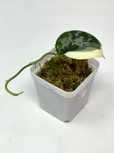 Load image into Gallery viewer, Scindapsus Mayari Variegated F