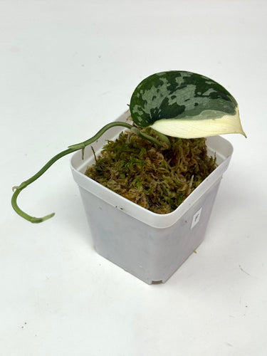 Scindapsus Mayari Variegated F