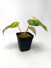 Load image into Gallery viewer, Philodendron Gloriosum Variegated G