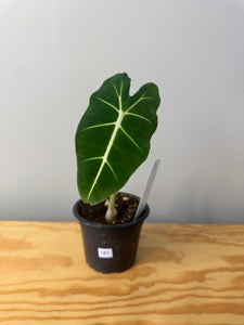 181. Alocasia Frydek