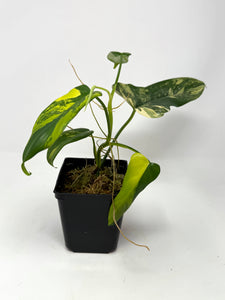 Philodendron Bipennifolium Violin Variegated F